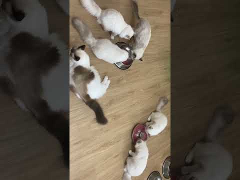 布偶貓餵食