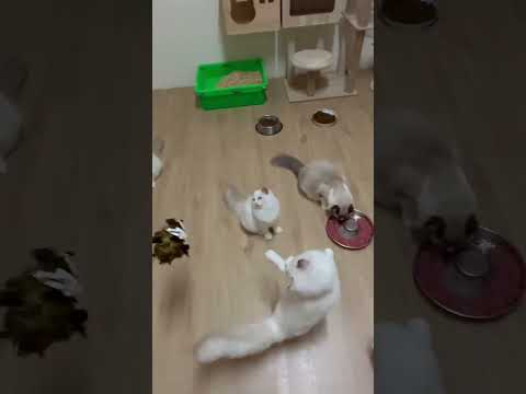 活潑的布偶幼貓