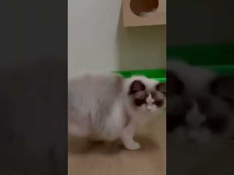 布偶貓日常片段