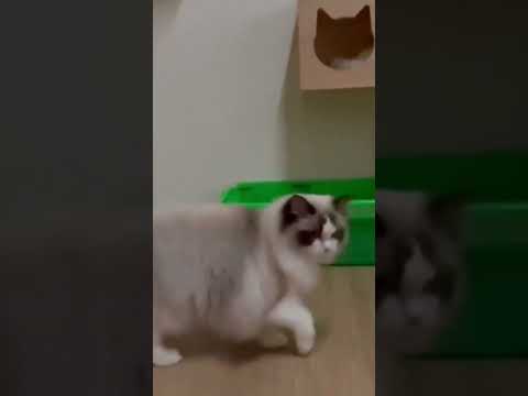 布偶貓日常片段