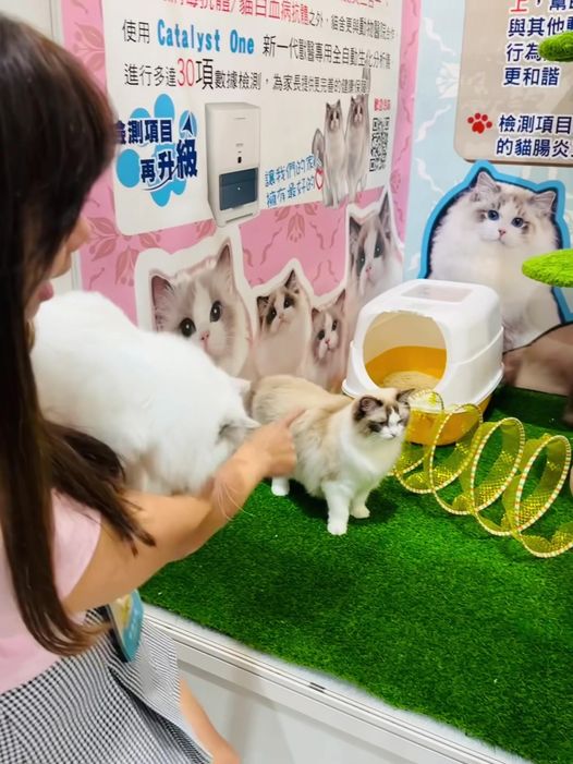 布偶貓介紹