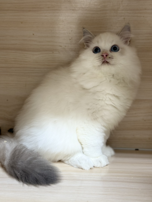焦糖