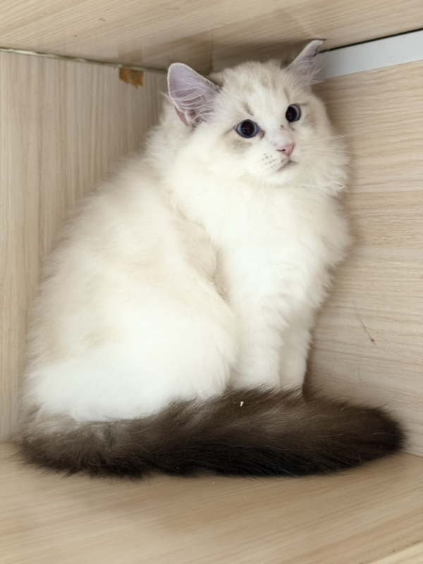 帕尼尼
