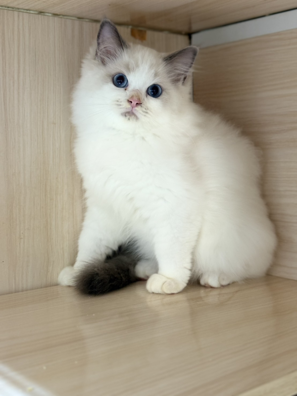 拉布布