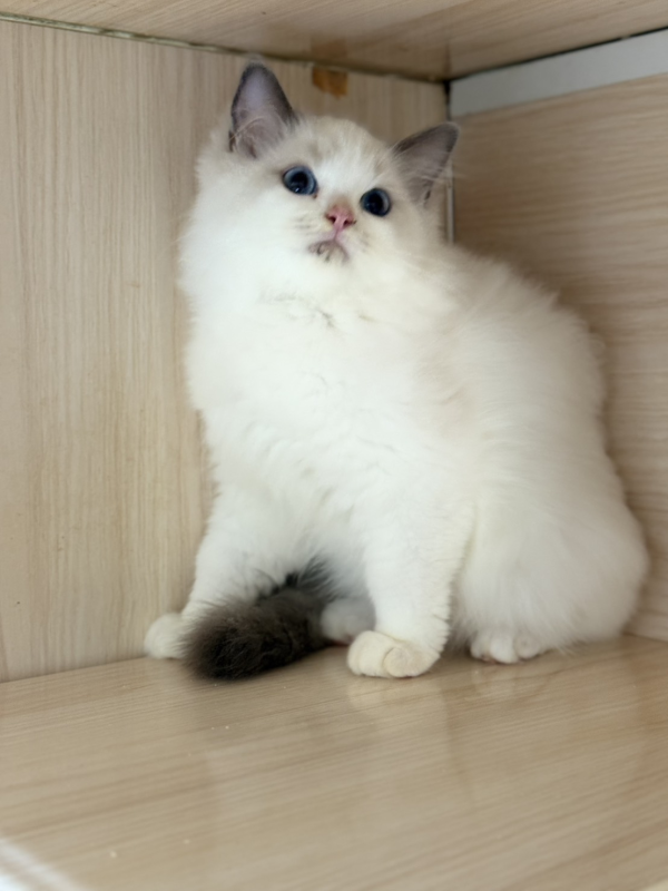 拉布布