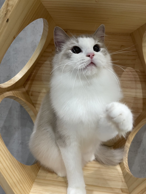 可愛怕生的貓媽媽